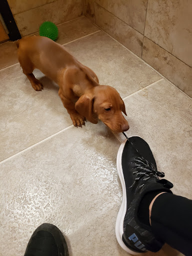 Pet Store «Perfect Pets», reviews and photos, 6840 S University Blvd #410, Centennial, CO 80122, USA