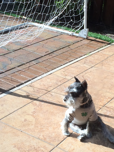 Pet Groomer «Puppylicious Pet grooming salon», reviews and photos, 1463 Lyons Rd, Coconut Creek, FL 33063, USA