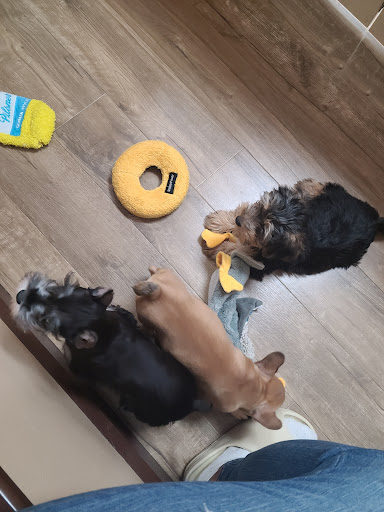 Pet Store «Petland», reviews and photos, 1514 Stonecreek Dr, Pickerington, OH 43147, USA