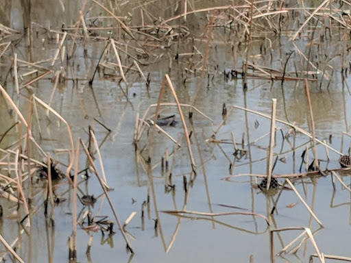 National Park «Kenilworth Park», reviews and photos, 1505 Ancostia Ave NE, Washington, DC 20019, USA