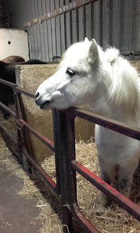 Photo n° 19 de l'avis de Equilove horse54 fait le 26/07/2017