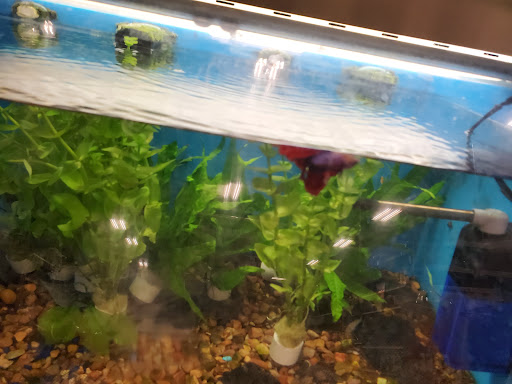 Pet Supply Store «PetSmart», reviews and photos, 40 S Abilene St, Aurora, CO 80012, USA