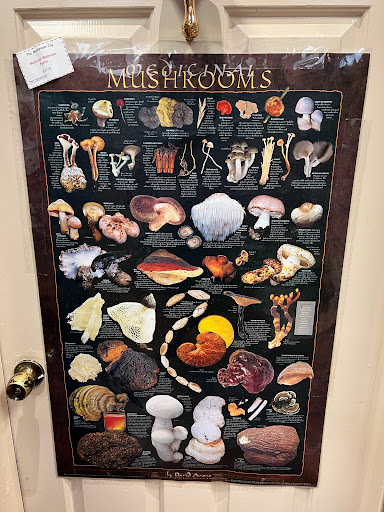 Gift Shop «The Mushroom Cap», reviews and photos, 114 W State St, Kennett Square, PA 19348, USA