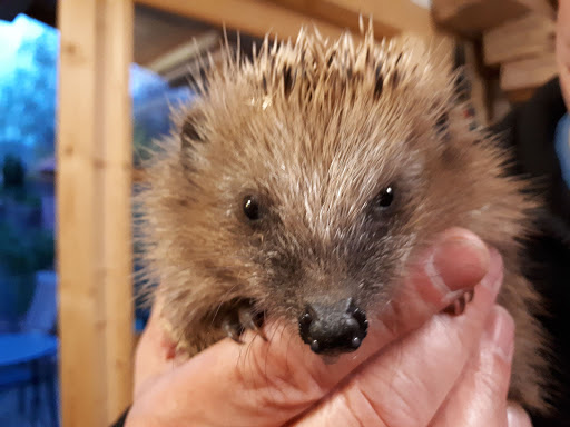 Tierarztpraxis Dr. Angela Bob unter Weinheim, 