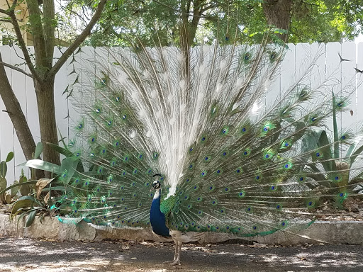 Florist «A Matter of Taste Florists», reviews and photos, 4230 Williams Dr B, Georgetown, TX 78628, USA