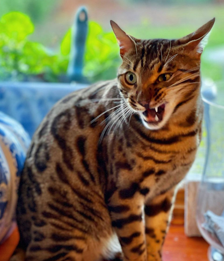 Pet Supply Store «PetSmart», reviews and photos, 637 Woodbury Glassboro Rd, Sewell, NJ 08080, USA