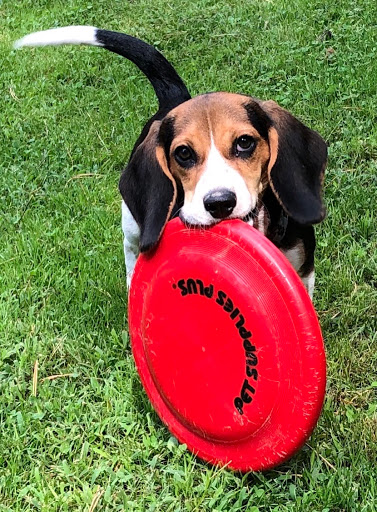 Pet Supply Store «Pet Supplies Plus», reviews and photos, 4405 Milestrip Rd, Blasdell, NY 14219, USA