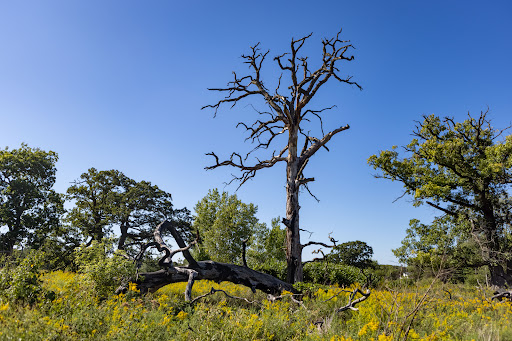 Nature Preserve «Rollins Savanna Forest Preserve», reviews and photos, 20160 W Washington St, Grayslake, IL 60030, USA