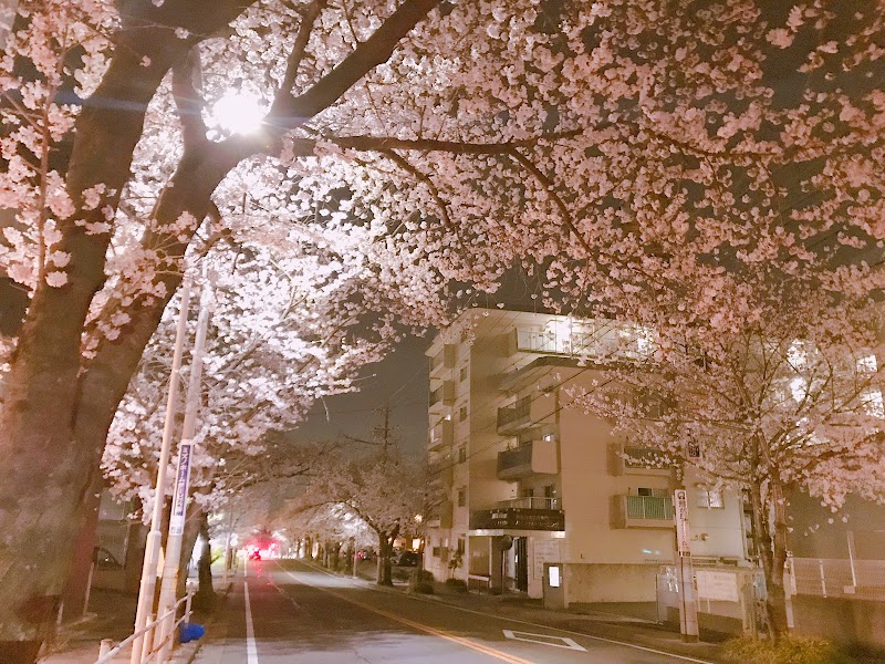 桜満開の坂道