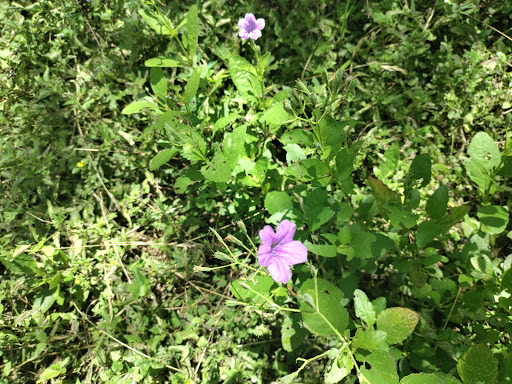 Park «Oakwell TrailHead Park», reviews and photos, 150 Ira Lee Rd, San Antonio, TX 78218, USA