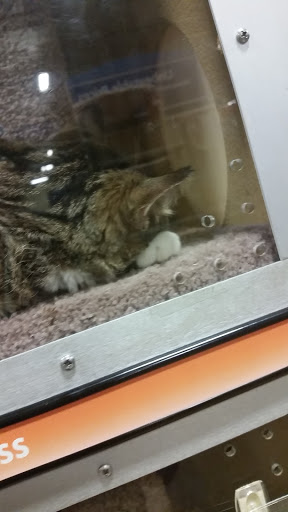 Pet Supply Store «PetSmart», reviews and photos, 12483 Limonite Ave, Mira Loma, CA 91752, USA