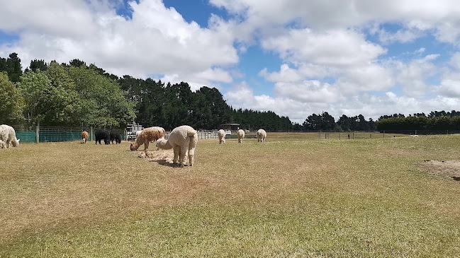 Sherlin Alpaca Stud - West Melton