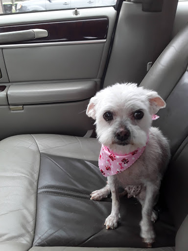 Pet Boarding Service «Pet Palace», reviews and photos, 2803 Trough Springs Rd, Clarksville, TN 37043, USA