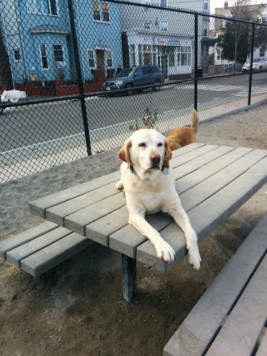 Park «Nunziato Field Dog Park», reviews and photos, Putnam St, Somerville, MA 02143, USA