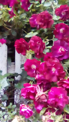 Market «La Honda Market», reviews and photos, 8865 La Honda Rd, La Honda, CA 94020, USA