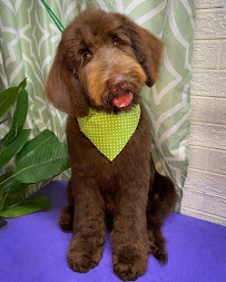 The Flying Fur Grooming - Photo 4 - Car repair in Merced, CA, Merced