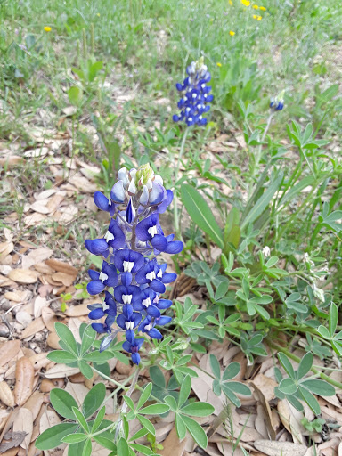 Tourist Attraction «Inner Space Cavern», reviews and photos, 4200 I-35, Georgetown, TX 78626, USA