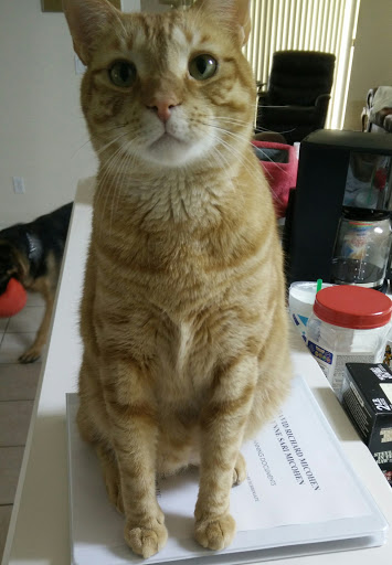 Pet Supply Store «Pet Supermarket», reviews and photos, 2061 Aloma Ave, Winter Park, FL 32792, USA