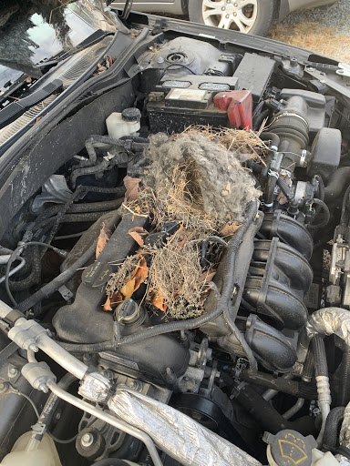 Auto Repair Shop «TFG Automotive», reviews and photos, 7528 Old Nashville Hwy, Murfreesboro, TN 37129, USA