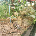 Photo n° 19 de l'avis de Amandine. fait le 12/12/2023 à 08:31 pour Micropolis, la Cité des insectes à Saint-Léons