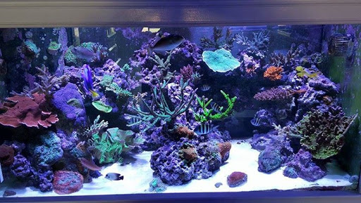 Aquarium «Coral Logic Aquarium LLC», reviews and photos, 7860 Gate Pkwy #108, Jacksonville, FL 32256, USA