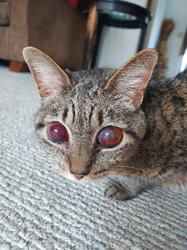 Ridgefield Animal Hospital image