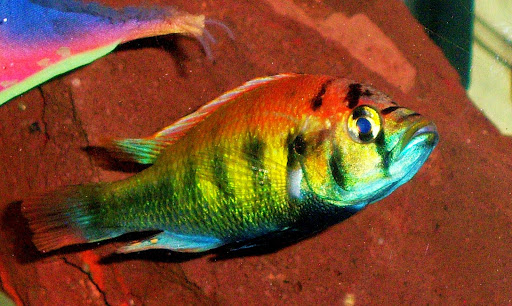 Tropical Fish Store «Tropical Treasures», reviews and photos, 2212 E Platte Ave, Colorado Springs, CO 80909, USA