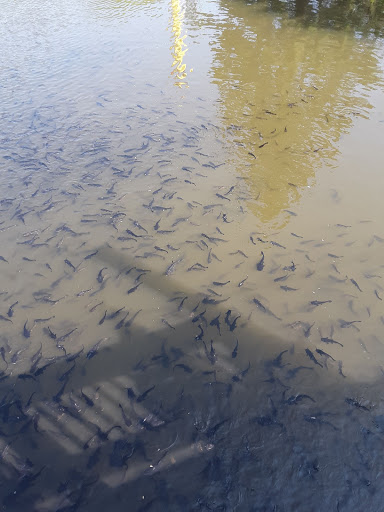 Amusement Park «Adventureland Park», reviews and photos, 3200 Adventureland Dr, Altoona, IA 50009, USA