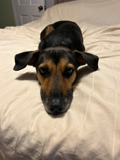 Ruff House Dog Day Care