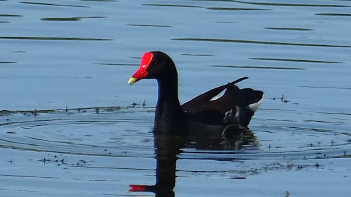 Park «Alafia River State Park», reviews and photos, 14326 S County Rd 39, Lithia, FL 33547, USA