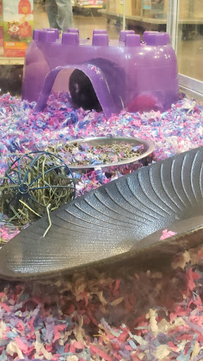 Pet Supply Store «PetSmart», reviews and photos, 15555 E 14th St, San Leandro, CA 94578, USA