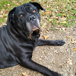 Photo n° 1 de l'avis de garcia.a fait le 19/11/2020 à 17:48 pour Globul'vet vétérinaire à Glisy