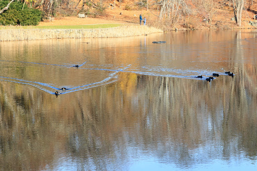 Park «Town of Arlington Menotomy Rocks Park», reviews and photos, 129 Jason St, Arlington, MA 02476, USA