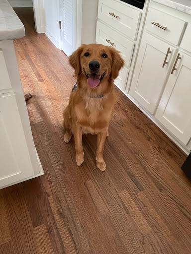 Pet Supply Store «Mom & Pups Inc», reviews and photos, 800 Whitlock Ave NW #104, Marietta, GA 30064, USA