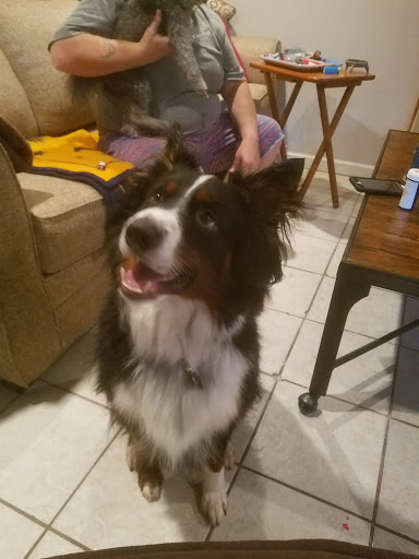 Pet Supply Store «PetSmart», reviews and photos, 3 McKenna Rd, Arden, NC 28704, USA