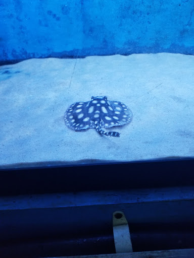 Tropical Fish Store «KHC Aquarium», reviews and photos, 150-1 Northern Blvd, Flushing, NY 11354, USA