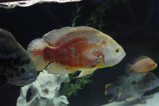 Pet Store «Pet Central», reviews and photos, 1200 Smallhouse Rd, Bowling Green, KY 42104, USA