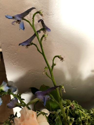 Florist «Camelback Flowershop», reviews and photos, 4108 E Indian School Rd, Phoenix, AZ 85018, USA