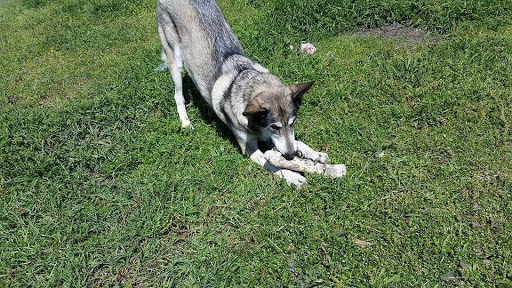 Pet Supply Store «Pet Supplies Plus», reviews and photos, 4100 Legacy Dr Suite 402, Plano, TX 75024, USA