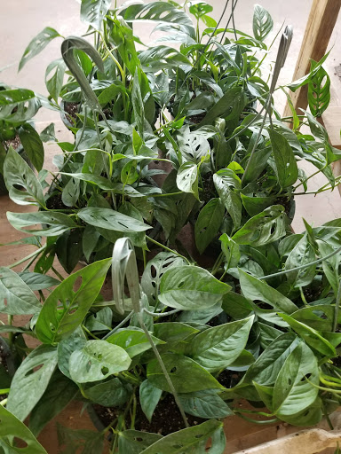 Florist «La Crosse Floral», reviews and photos, 2900 Floral Ln, La Crosse, WI 54601, USA