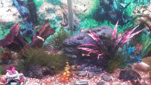 Pet Supply Store «Petco Animal Supplies», reviews and photos, 5 Sugar Hollow Rd b, Danbury, CT 06810, USA