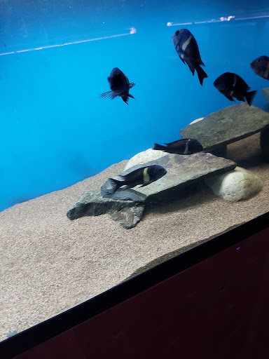 Tropical Fish Store «Tropi-Quatics Pet Center», reviews and photos, 337 S Main St, Lombard, IL 60148, USA