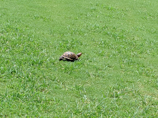 Golf Course «Chimneys The Golf Course», reviews and photos, 338 Monroe Hwy, Winder, GA 30680, USA