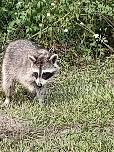 Park «Davis Park», reviews and photos, 612 N Parsons Ave, Brandon, FL 33510, USA