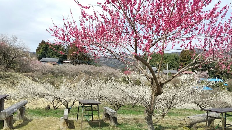 観梅公園（秋間）