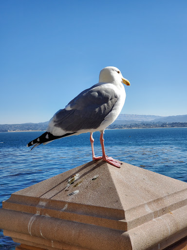 Resort «Monterey Plaza Hotel & Spa», reviews and photos, 400 Cannery Row, Monterey, CA 93940, USA