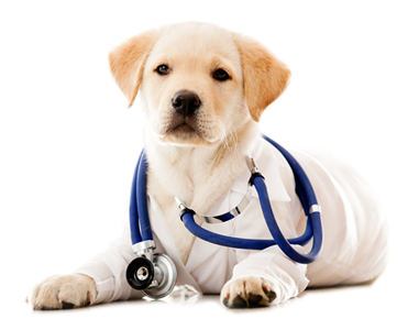 Animal Medical Center of Bel Air