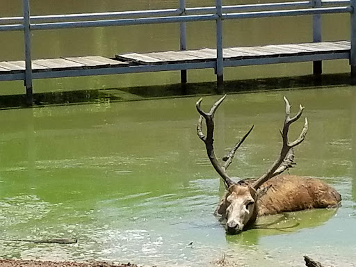 Ranch «Sharkarosa Wildlife Ranch», reviews and photos, 11670 Massey Rd, Pilot Point, TX 76258, USA