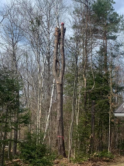 Sargeant Tree Removal