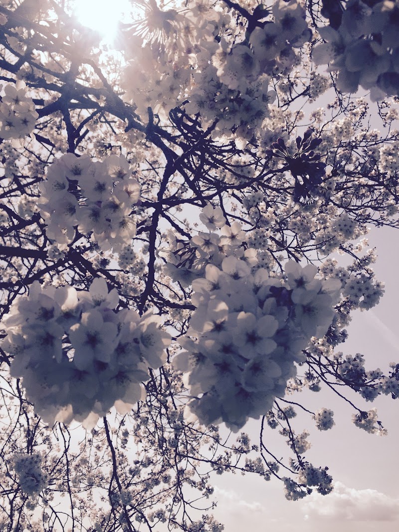 三牟田の桜
